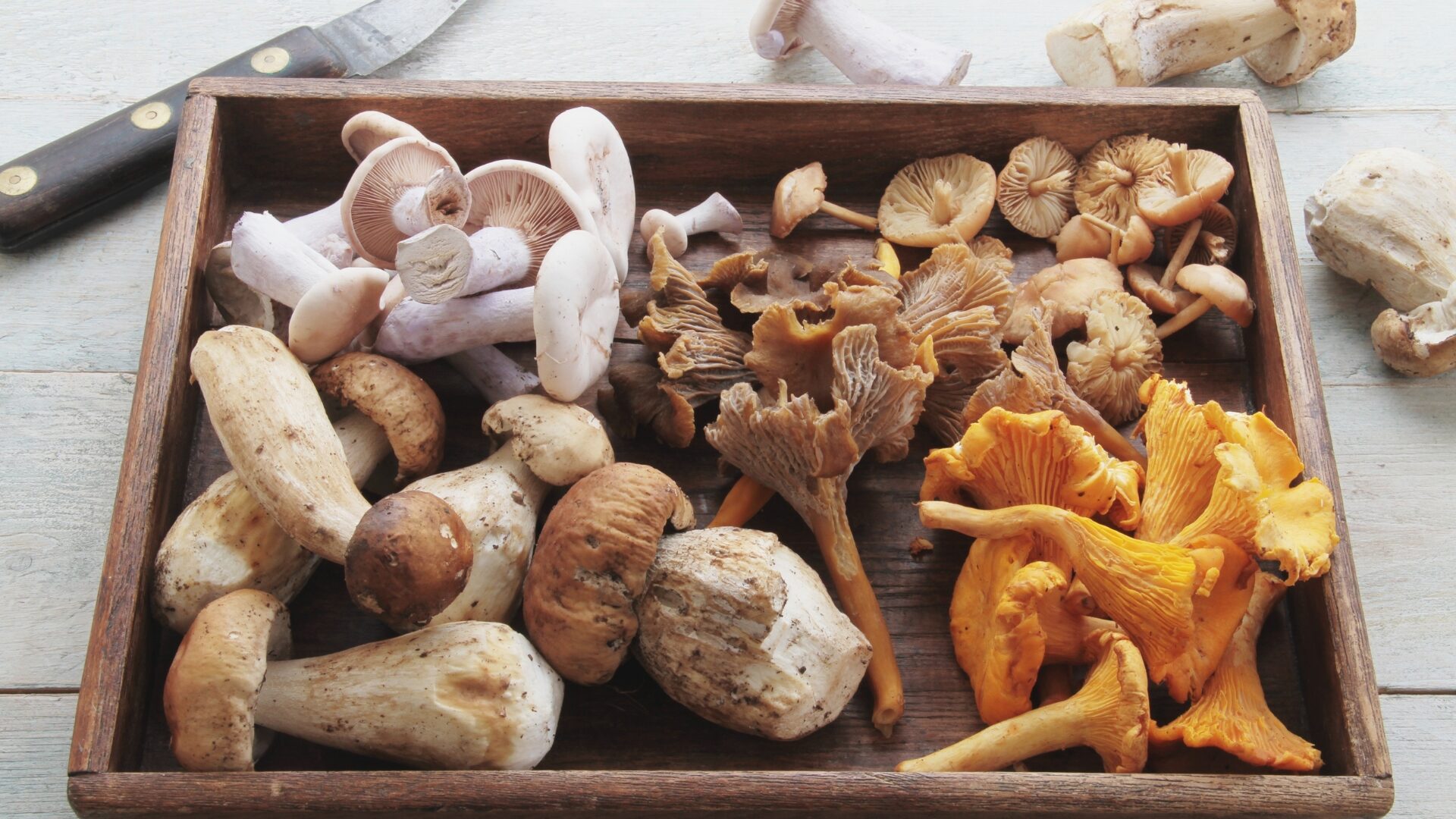 Rezept der Woche: Klöße in cremiger Pilzrahmsauce – einfach & herbstlich gut