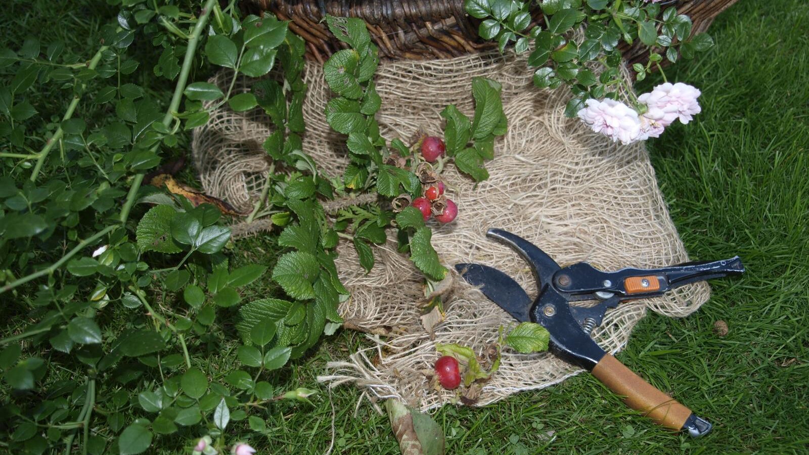 Rosen fit für den Winter machen: Seminar im Ostdeutschen Rosengarten